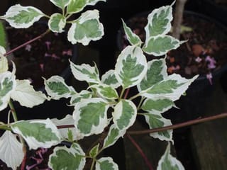 Cornus alternifolia 'Argentea' (Silver Pagoda Dogwood) foliage with green leaves broadly edged in cream-white, on reddish-purple stems above potted plants.