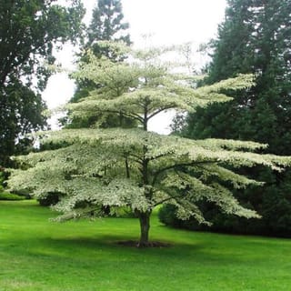 Cornus alternifolia 'Argentea' (Silver Pagoda Dogwood), a single-trunk tree with tiered horizontal branches of cream-edged foliage, standing on a lawn in front of dark conifers.
