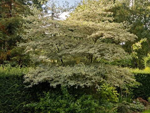 Cornus alternifolia 'Argentea'