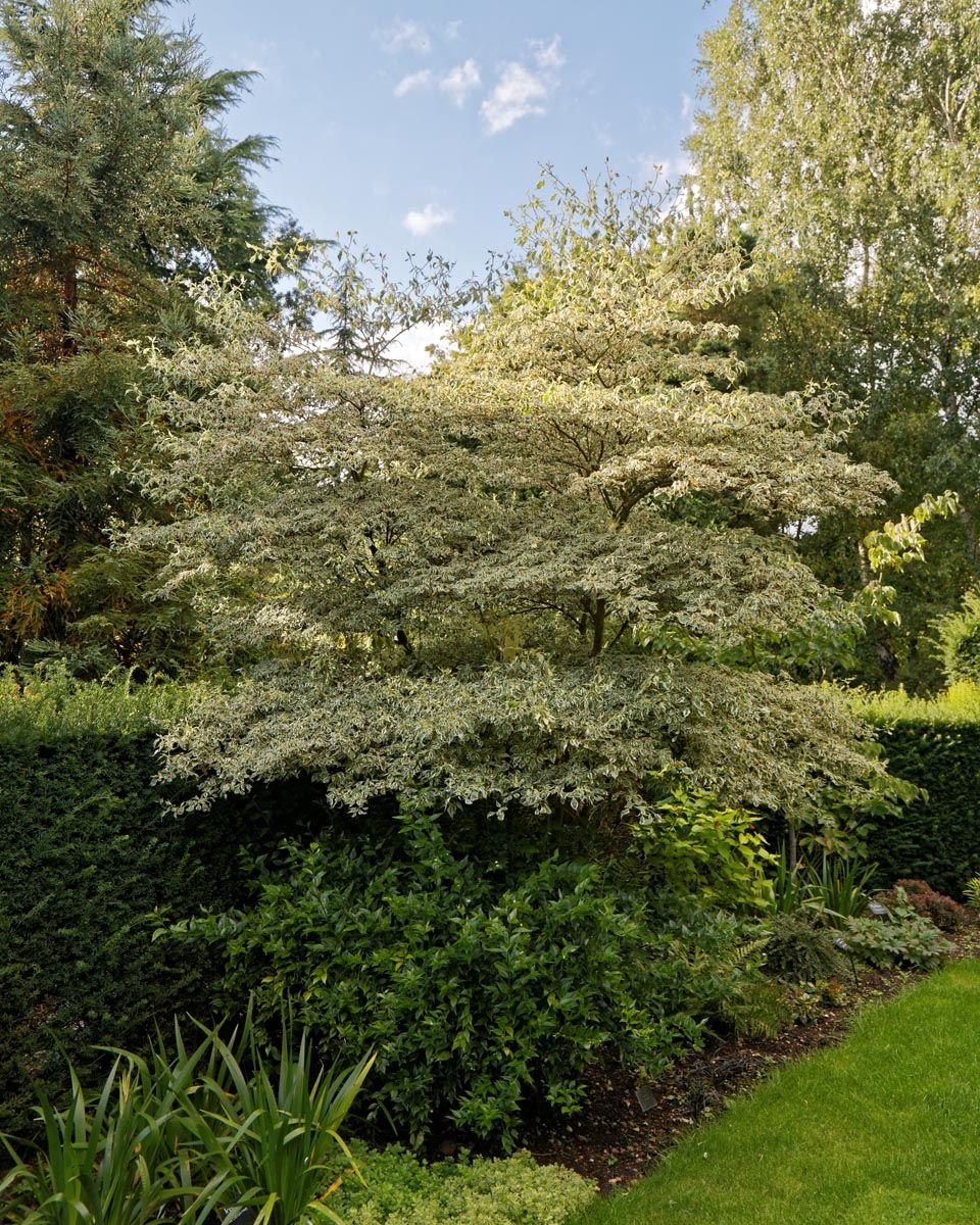 Cornus alternifolia 'Argentea' (Silver Pagoda Dogwood) with tiered horizontal branches of cream-edged foliage, growing above a dark hedge and green shrubs beside a lawn.