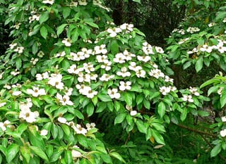 Cornus capitata (Evergreen Dogwood) in flower, with creamy-white bracts scattered across dense green foliage, and ferns growing beneath.
