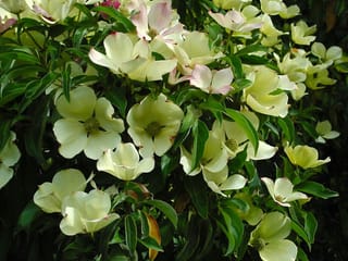 Cornus capitata (Evergreen Dogwood) in flower, with creamy-yellow bracts, some tinged pink, around green flower centres against dark green leaves.