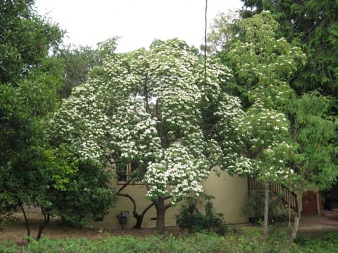 Cornus capitata