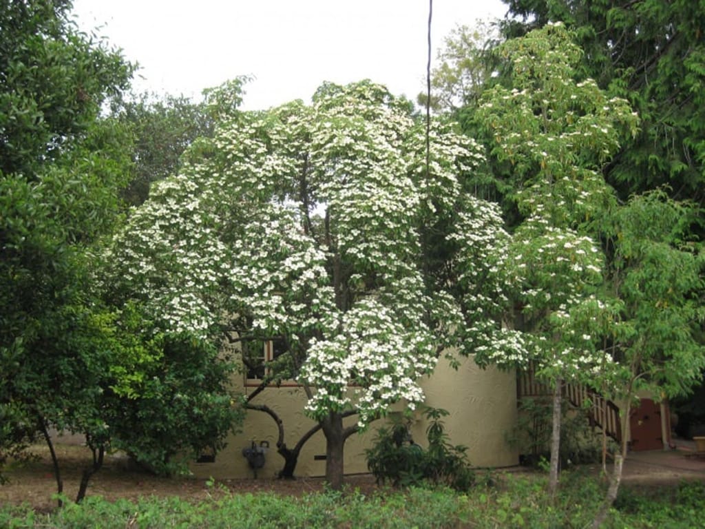 Cornus capitata (Evergreen Dogwood) in full bloom, its spreading crown covered in creamy-white bracts, growing in a garden in front of a cream rendered building.