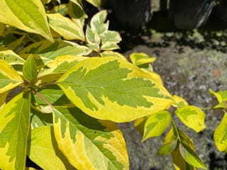 Cornus controversa 'Golden Wedding' (Giant Dogwood) foliage in sunlight, with green leaves broadly edged in bright yellow-gold on reddish stems.