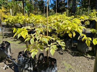 Cornus controversa 'Golden Wedding' (Giant Dogwood) young trees in black planter bags, with tiered horizontal branches and yellow-green leaves, staked in a sunny nursery.