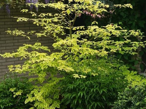 Cornus controversa 'Golden Wedding'