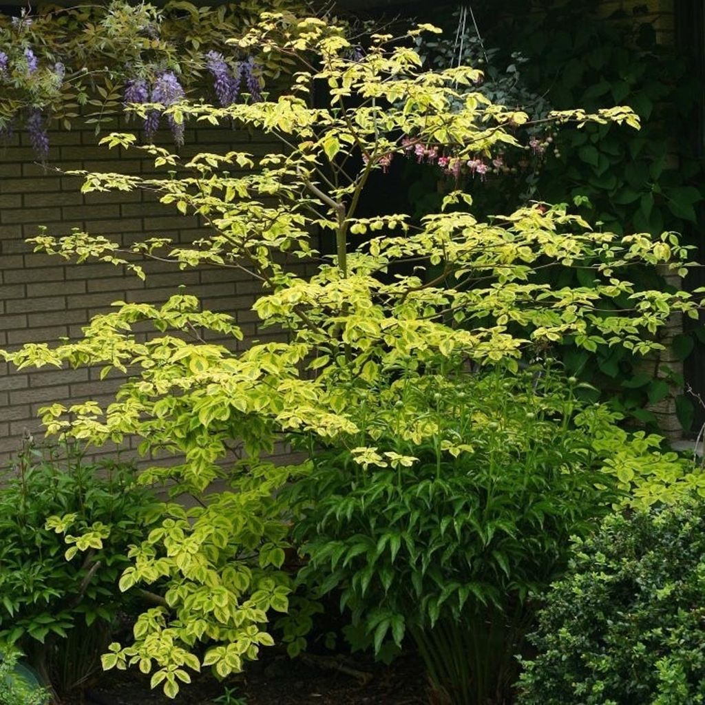 Cornus controversa 'Golden Wedding' (Giant Dogwood) with tiered horizontal branches and gold-edged green leaves, growing beside a brick wall with wisteria behind.