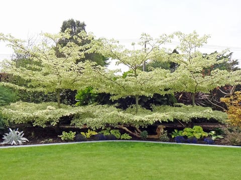 Cornus controversa 'Variegata'
