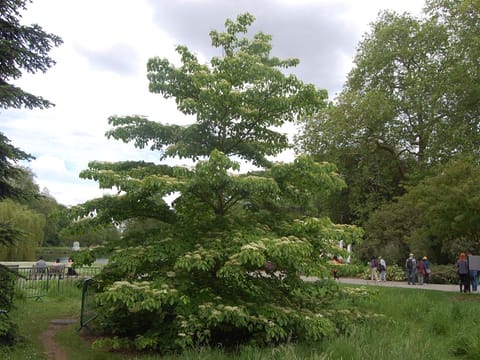 Cornus controversa