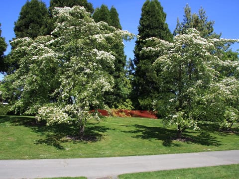 Cornus 'Eddie's White Wonder'