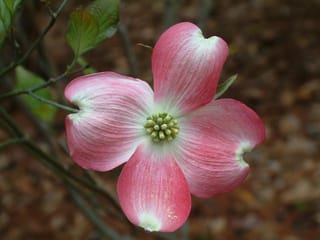 Close-up of a Cornus florida 'Andrea Hart' (Flowering Dogwood) bloom with four pink bracts and a central cluster of green buds, against a blurred background.