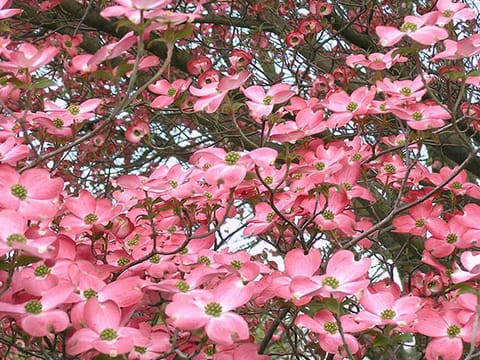 Cornus florida 'Andrea Hart'