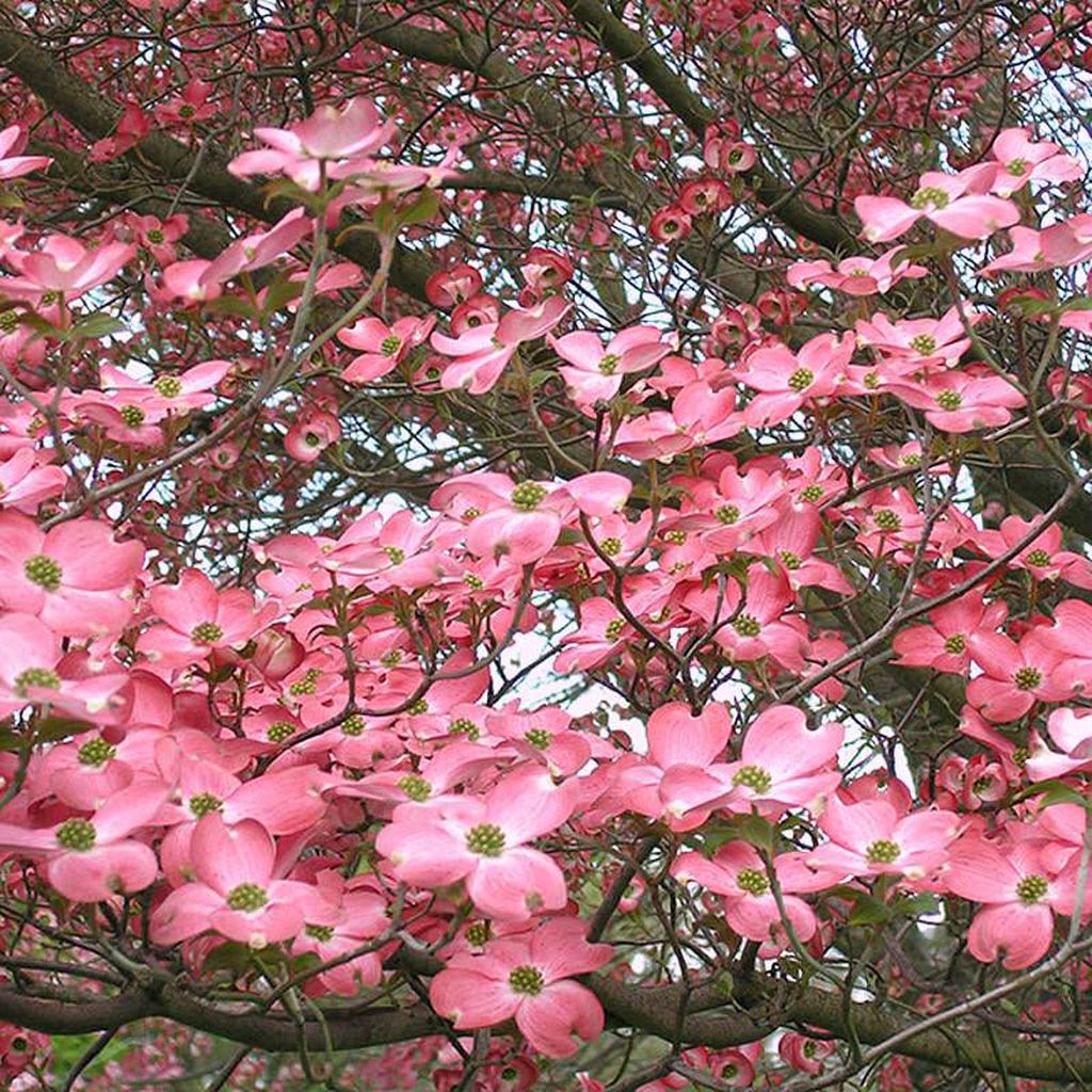 Cornus florida 'Andrea Hart' (Flowering Dogwood) in spring bloom, with pink bracts and green-yellow flower centres covering dark bare branches.