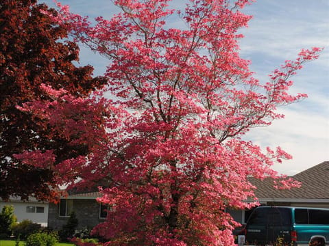 Cornus florida 'Cherokee Chief'