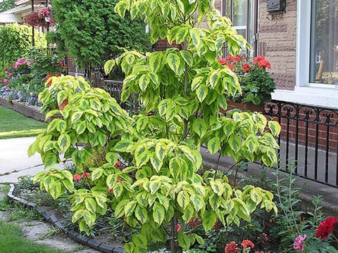 Cornus florida 'Cherokee Daybreak'