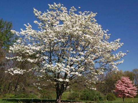 Cornus florida 'Cherokee Princess'