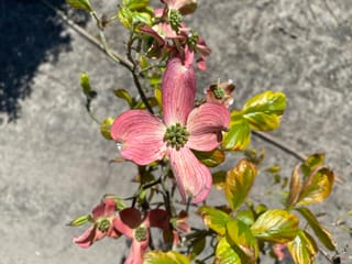 Cornus florida 'Cherokee Sunset' (Flowering Dogwood) with a pink four-bracted flower and green centre, surrounded by yellow-green leaves with reddish margins, above grey paving.