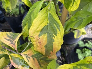 Cornus florida 'Cherokee Sunset' (Flowering Dogwood) variegated leaves with green centres and cream-yellow margins blushed pink, on a potted plant in a nursery.