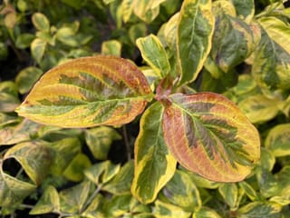 Cornus florida 'Cherokee Sunset' (Flowering Dogwood) foliage close-up, with green leaves edged cream-yellow and two upper leaves flushed orange-red.