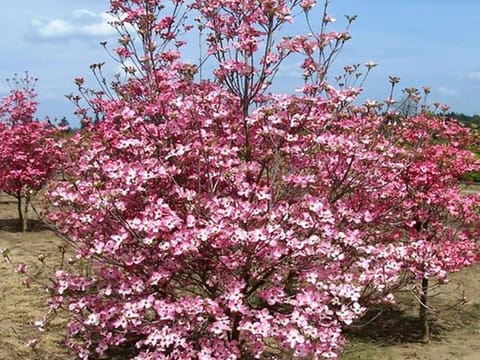 Cornus florida 'Cherokee Sunset'