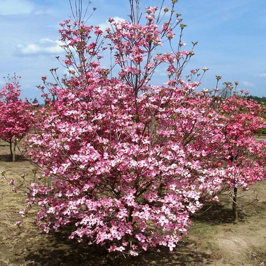 Cornus florida 'Cherokee Sunset' (Flowering Dogwood) in full spring bloom, covered in pink bracts, growing in a nursery row under blue sky.
