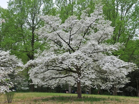 Cornus florida 'Cloud Nine'