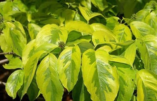 Cornus florida 'First Lady' (Flowering Dogwood) foliage, showing oval leaves with bright yellow margins and green centres, with small flower buds among them.