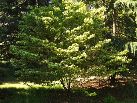 Cornus florida 'First Lady'