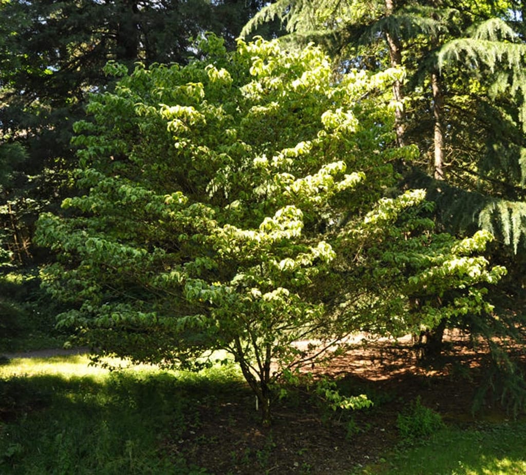 Cornus florida 'First Lady' (Flowering Dogwood), a small multi-stemmed tree with tiered branches and yellow-green variegated foliage, standing in dappled sunlight before dark conifers.