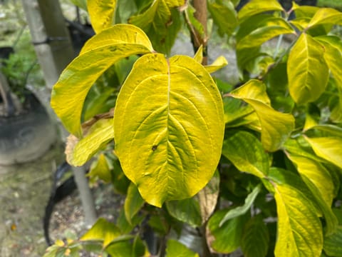 Cornus florida 'Old Gold'