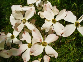 Cornus florida 'Pendula' (Flowering Dogwood) with creamy-white bracts around small green-yellow flower clusters, set against grass.