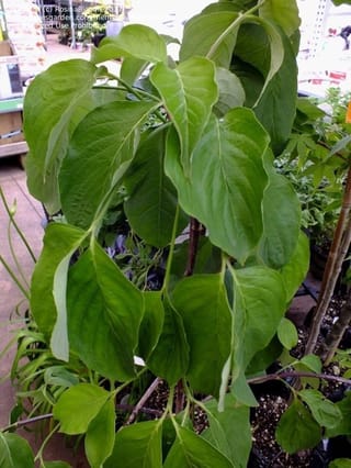 Cornus florida 'Pendula' (Flowering Dogwood) with broad green leaves hanging from drooping stems, in a pot at a garden centre.