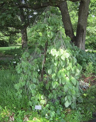 Cornus florida 'Pendula' (Flowering Dogwood), a weeping tree with stiffly cascading branches of green leaves, growing in a garden bed beneath larger trees.