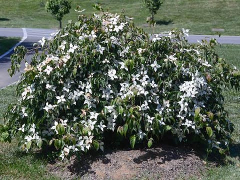 Cornus florida 'Pendula'