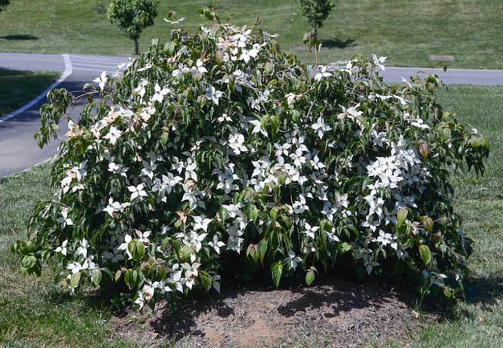 Cornus florida 'Pendula' (Flowering Dogwood), a low mounding shrub covered in white spring bracts, growing on a mulched patch of lawn beside a path.