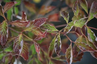 Cornus florida 'Purple Glory' (Flowering Dogwood) foliage close-up, with glossy leaves mixing green and burgundy-red on slender reddish stems.