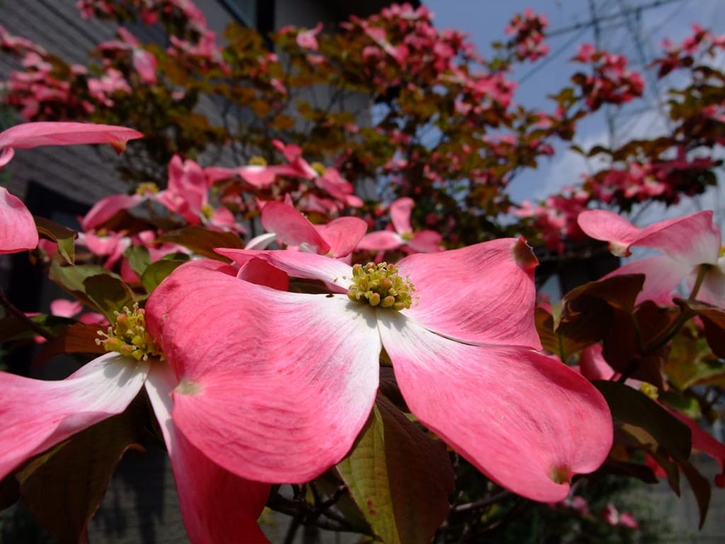 Cornus florida 'Purple Glory' (Flowering Dogwood) in flower, with large pink bracts around a yellow-green centre and bronze-tinged leaves beside a building.