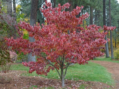 Cornus florida 'Rainbow'