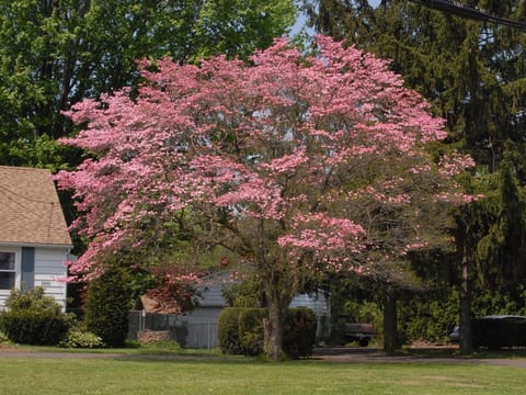 Cornus florida 'Spring Song'