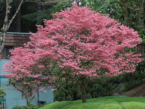 Cornus florida 'Stoke's Pink'