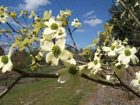 Cornus florida 'Weaver's White'
