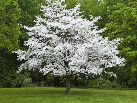 Cornus florida