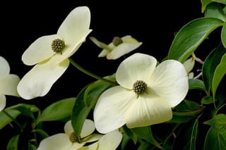 Cornus 'Greenvale' (Flowering Dogwood) with large cream-white bracts surrounding green-brown flower centres, set among glossy green leaves against a dark background.