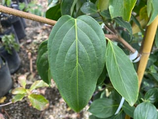 Cornus 'Greenvale' (Flowering Dogwood) young plant with broad, glossy dark green oval leaves and pale central veins, tied to a bamboo stake in a nursery.