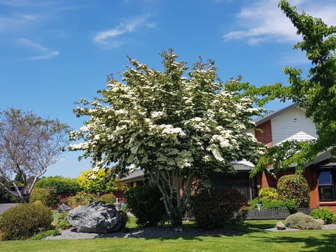 Cornus 'Greenvale'