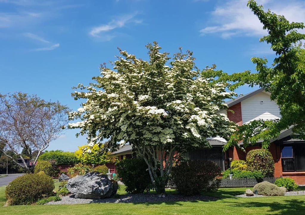 Cornus 'Greenvale' (Flowering Dogwood) in full bloom, a spreading tree covered in cream-white flowers, growing in a lawn garden beside a brick house.