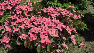 Cornus kousa 'Beni-fuji' (Japanese Dogwood) in full bloom, with dense deep-pink pointed bracts and green centres above dark green leaves, beside conifers and mown grass.