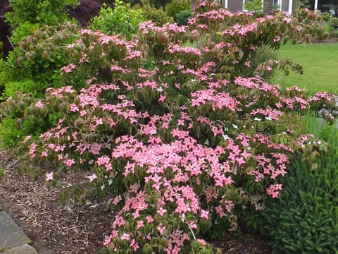 Cornus kousa 'Beni-fuji'