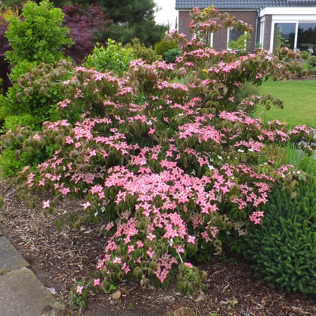 Cornus kousa 'Beni-fuji' (Japanese Dogwood) in flower, a spreading shrub covered in pink bracts, growing in a mulched garden bed beside a lawn and house.